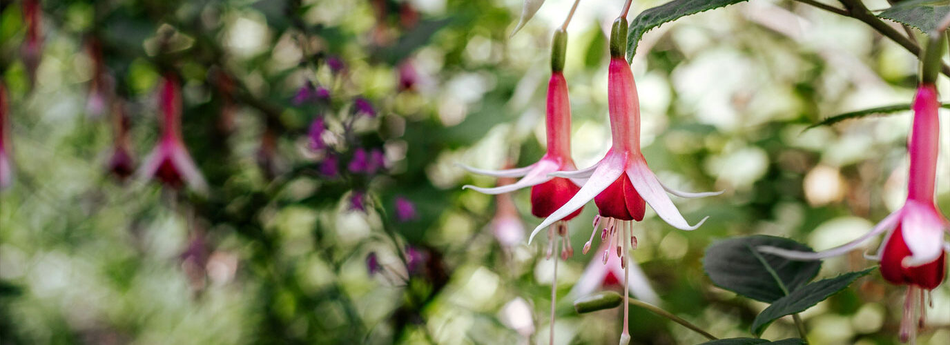 A Peaceful Escape: Discover Thorp Perrow Arboretum