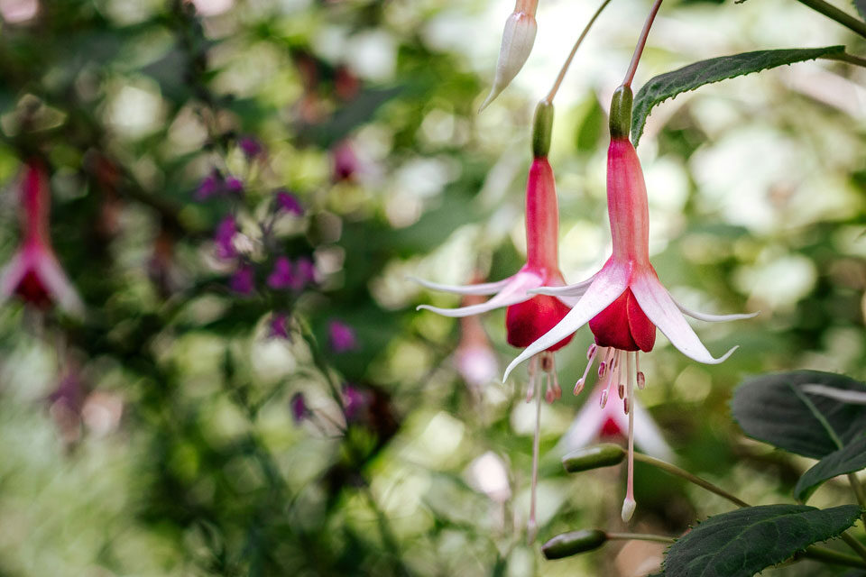 A Peaceful Escape: Discover Thorp Perrow Arboretum
