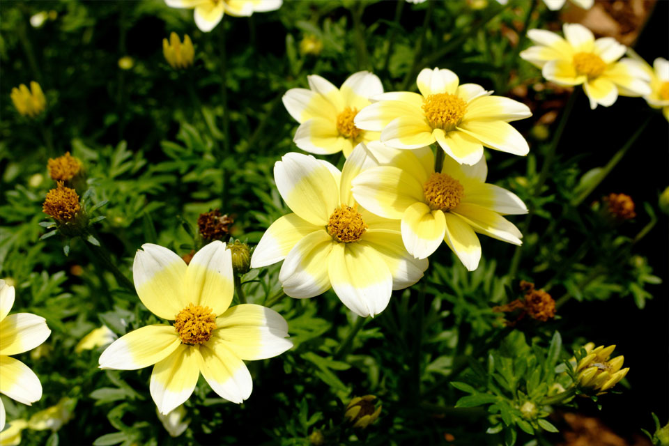 A Peaceful Escape: Discover Thorp Perrow Arboretum