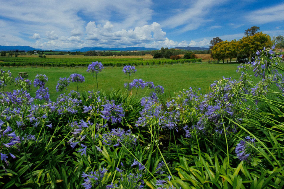 A Blooming Beautiful Spring: Two Of The Best Bluebell Walks in the Yorkshire Dales