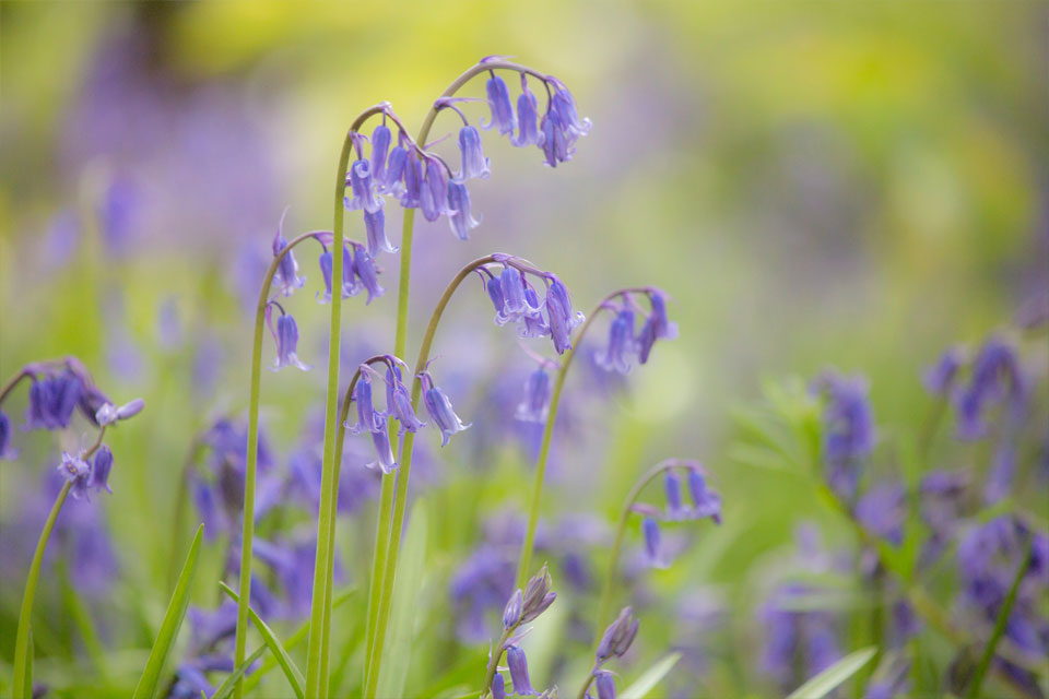 A Blooming Beautiful Spring: Two Of The Best Bluebell Walks in the Yorkshire Dales