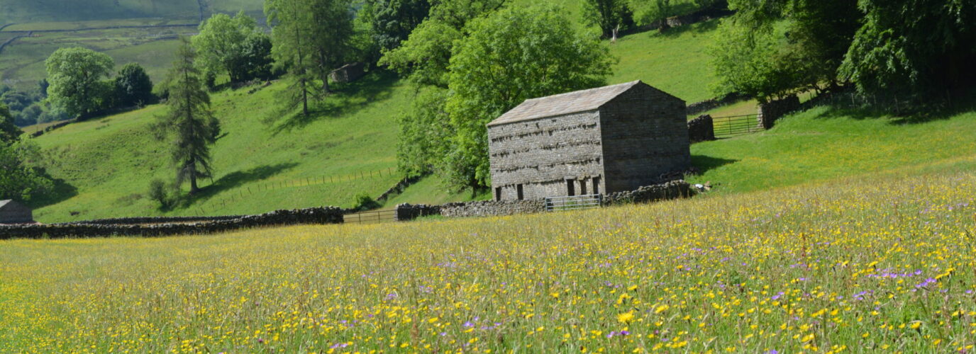 Discover the Muker Wildflower Walk: A Blooming Dales Gem