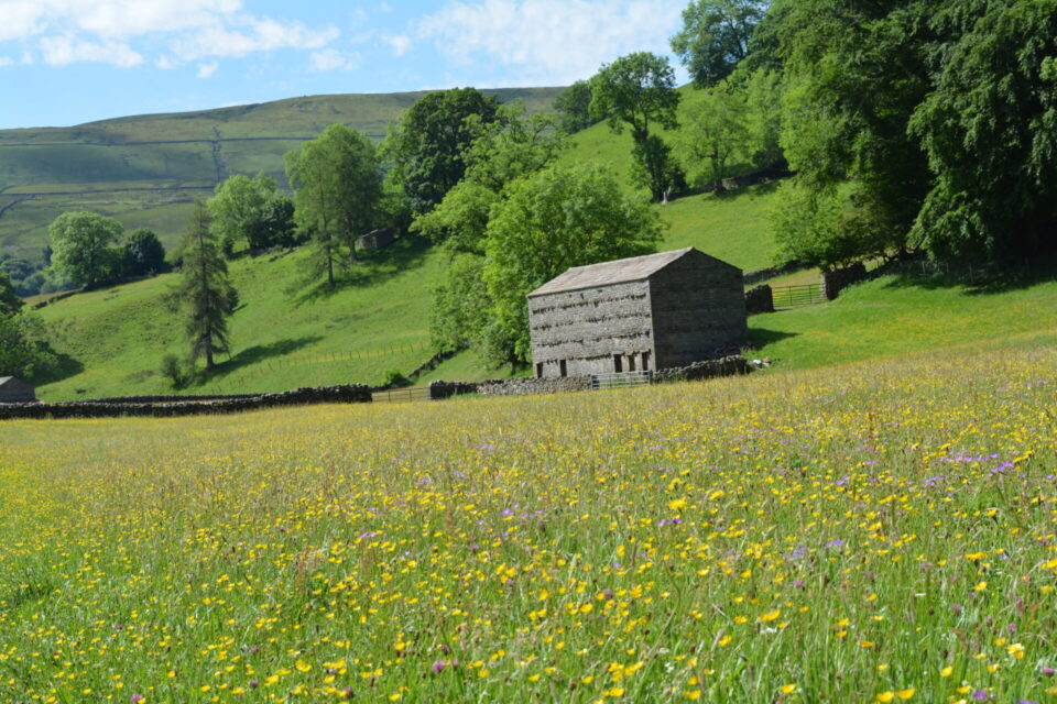 Discover the Muker Wildflower Walk: A Blooming Dales Gem