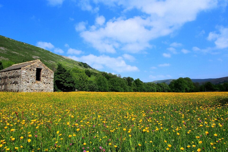 Discover the Muker Wildflower Walk: A Blooming Dales Gem
