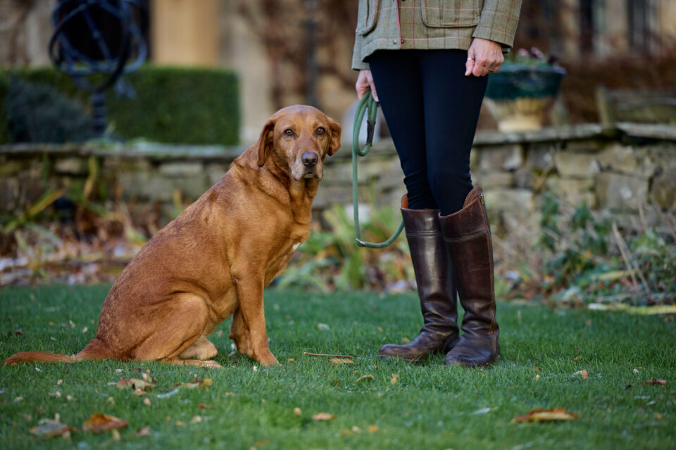 The best dog-friendly walks near Hawes Yorkshire Dales