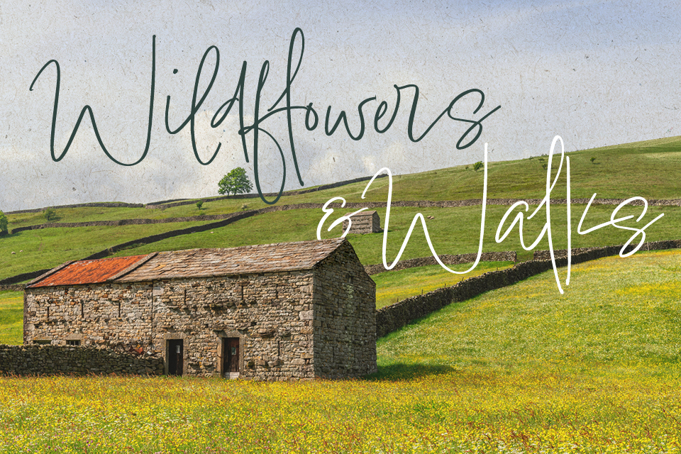 June Wildflower Walk