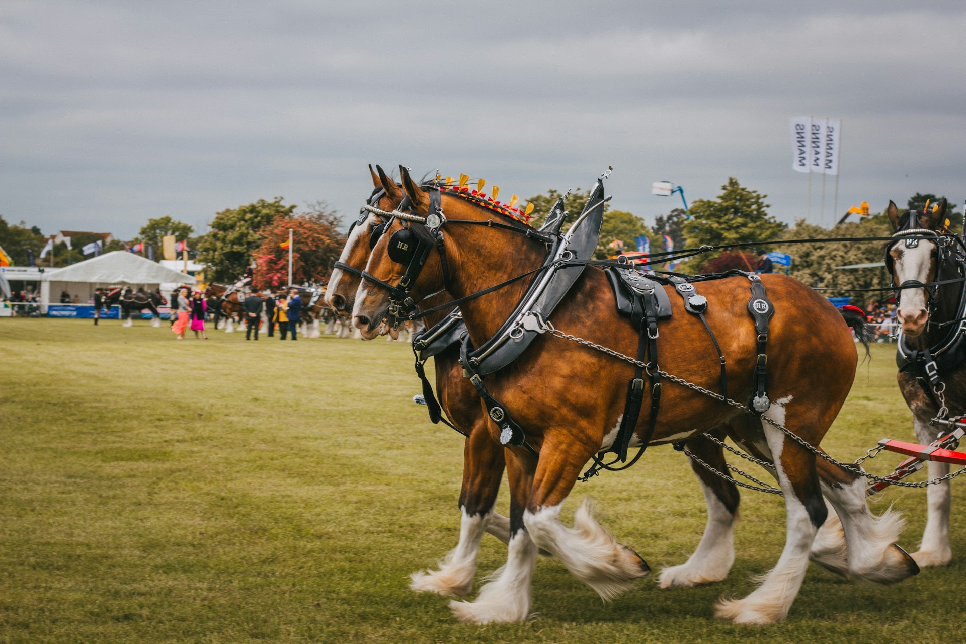 Yorkshire Shows for Summer Stone House Hotel Blog Image of horses ready to walk at an equestrian show with a field and fair with the background